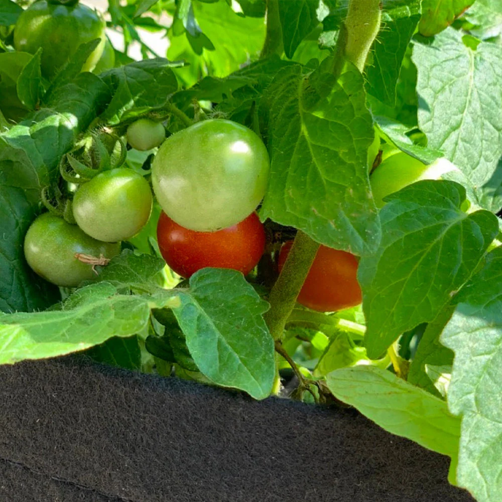Gardenuity® Patio Tomato Garden 4 Gardenuity® Patio Tomato Garden