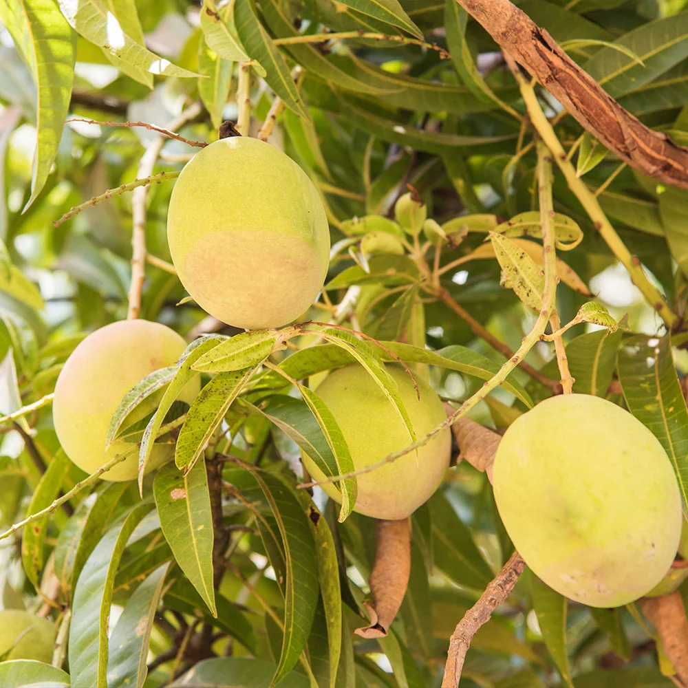 Tebow Mango Tree 2 Tebow Mango Tree