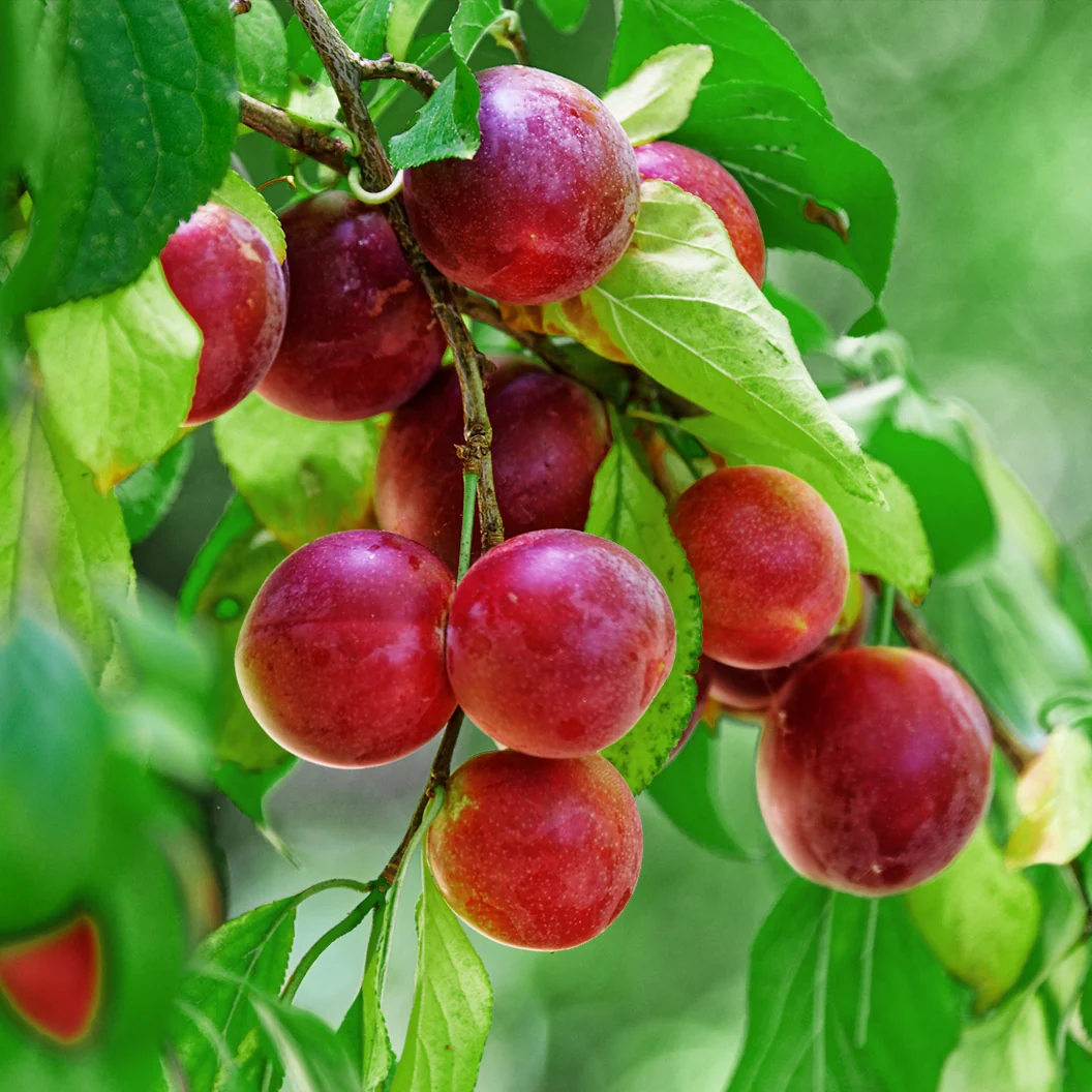 Beauty Japanese Plum Tree 2 Beauty Japanese Plum Tree