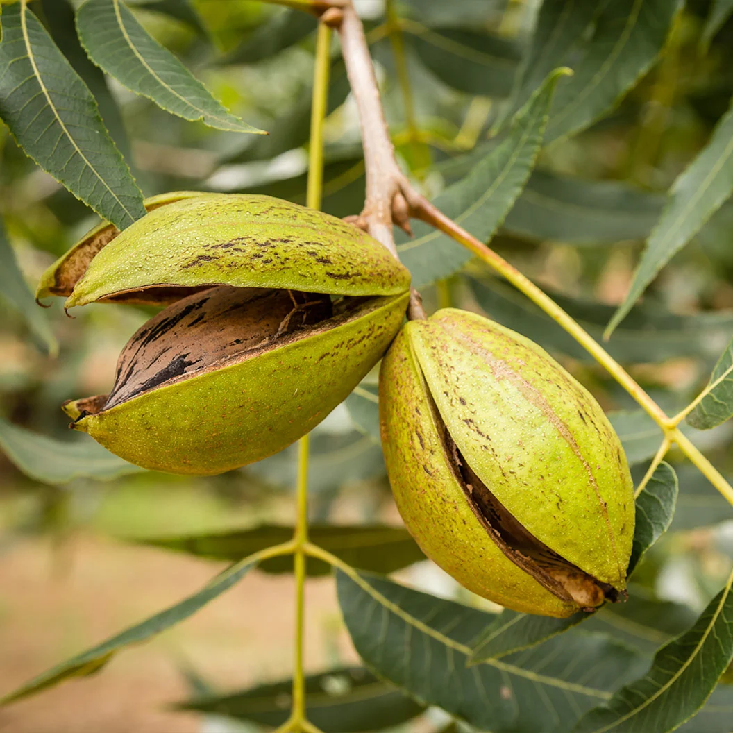 Western Schley Pecan Tree
