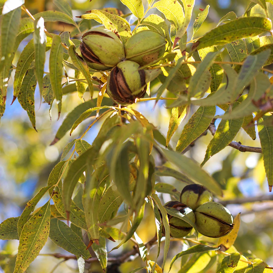 Choctaw Pecan Tree 1 Choctaw Pecan Tree