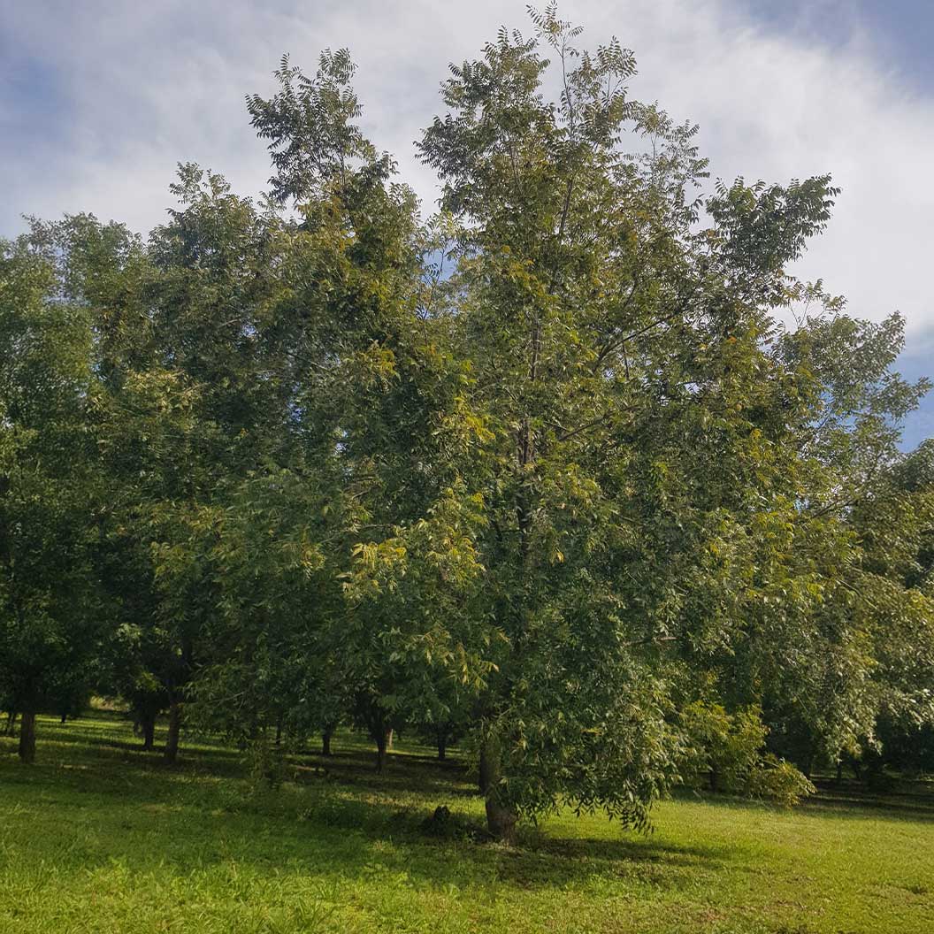 Choctaw Pecan Tree 3 Choctaw Pecan Tree