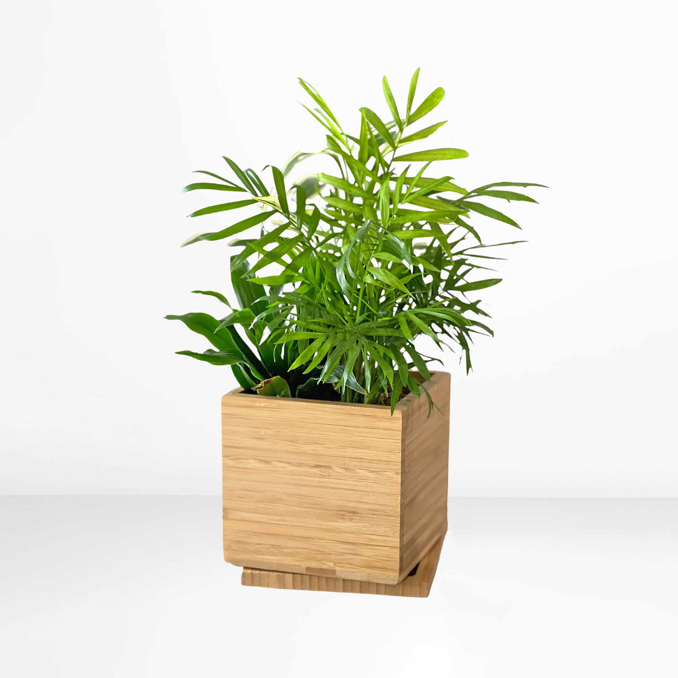 Gardenuity® Tropical Desktop Garden Kit in Bamboo Planter 1 Gardenuity® Tropical Desktop Garden Kit in Bamboo Planter
