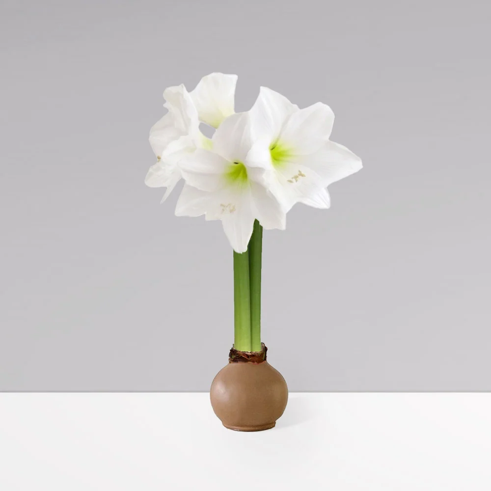Gardenuity® Cafe Mocha Wax-Dipped Amaryllis Bulb 1 Gardenuity® Cafe Mocha Wax-Dipped Amaryllis Bulb