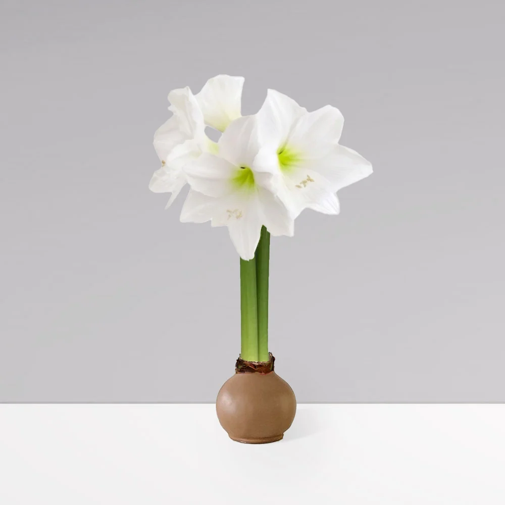 Gardenuity® Cafe Mocha Wax-Dipped Amaryllis Bulb 2 Gardenuity® Cafe Mocha Wax-Dipped Amaryllis Bulb