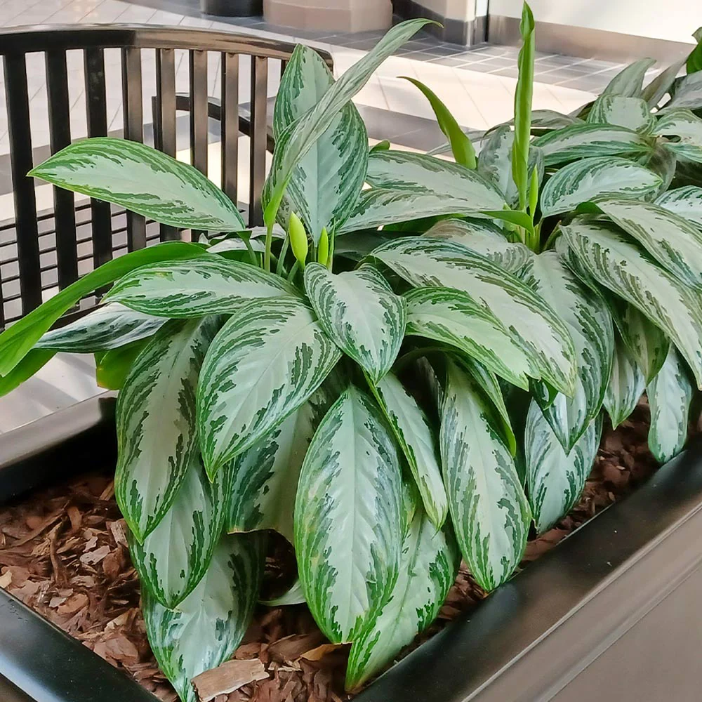 Green Chinese Evergreen Plant 2 Green Chinese Evergreen Plant