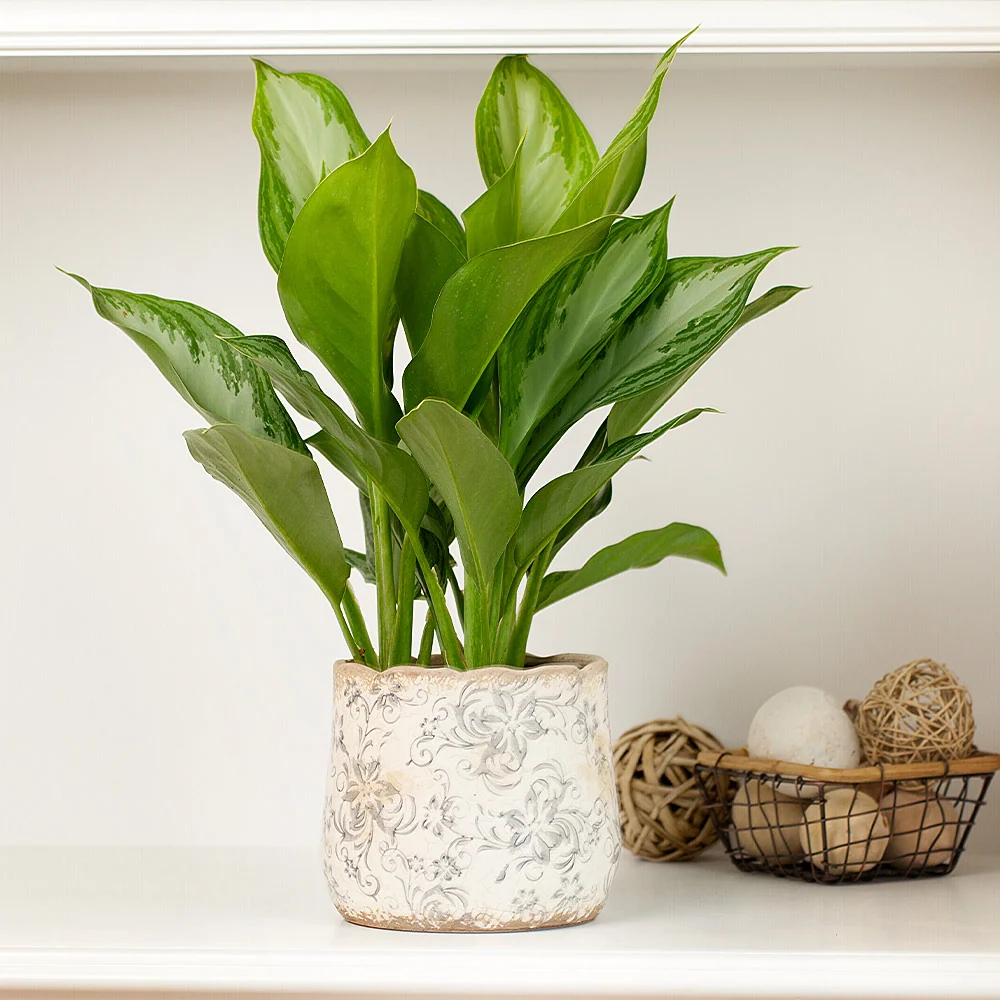 Green Chinese Evergreen Plant 3 Green Chinese Evergreen Plant