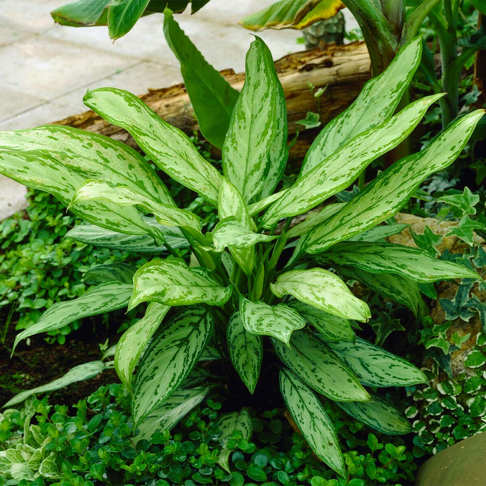 Green Chinese Evergreen Plant 4 Green Chinese Evergreen Plant