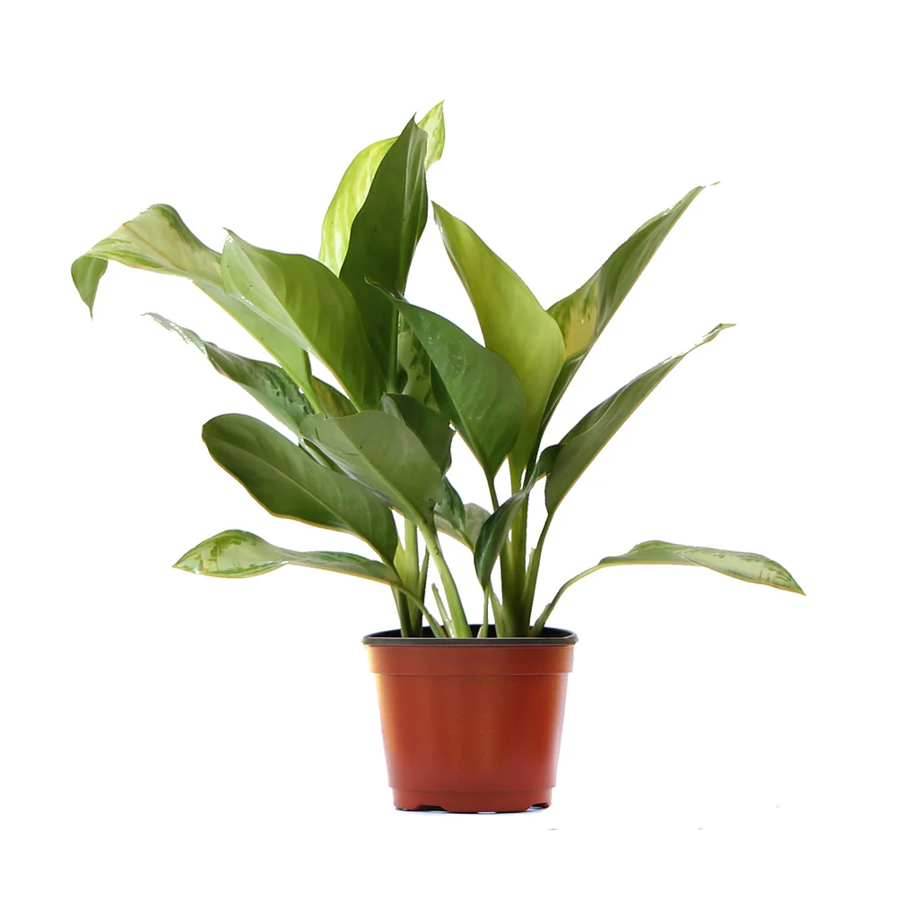 Green Chinese Evergreen Plant 6 Green Chinese Evergreen Plant