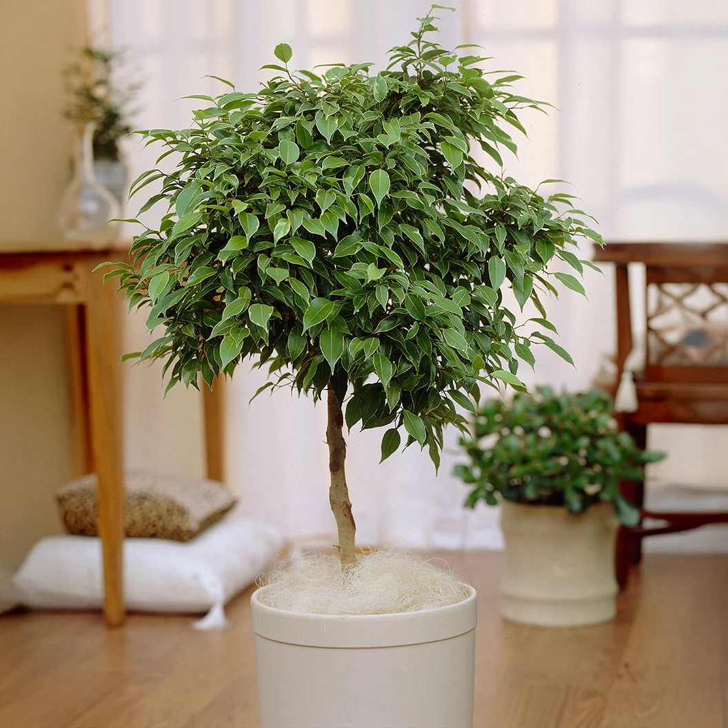 Benjamina Ficus Tree