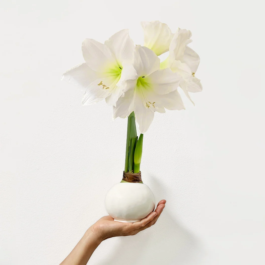 White Wax-Dipped Amaryllis Bulb with White Blooms