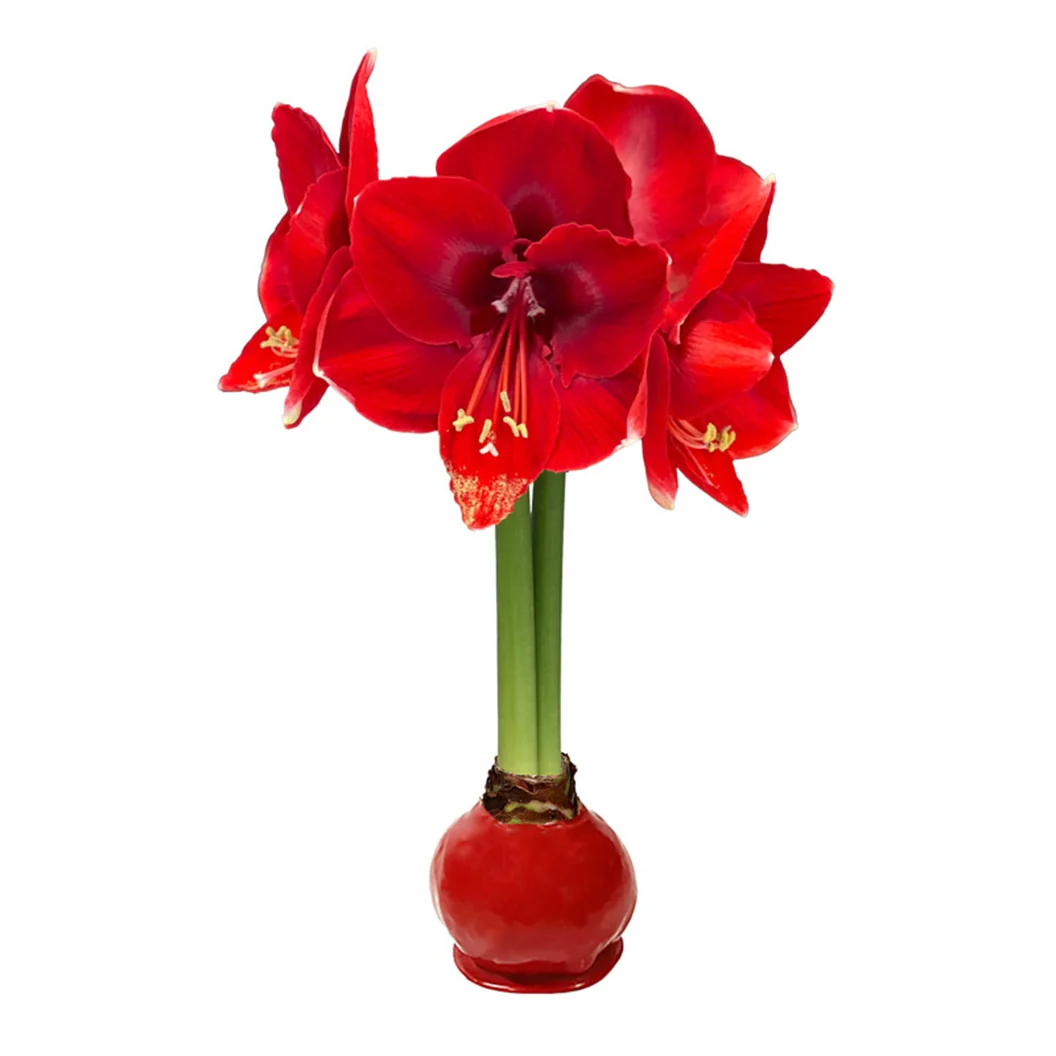 Red Wax-Dipped Amaryllis Bulb with Red Blooms 1 Red Wax-Dipped Amaryllis Bulb with Red Blooms