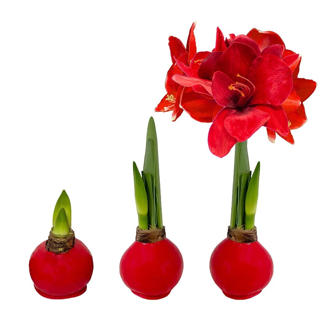 Red Wax-Dipped Amaryllis Bulb with Red Blooms 3 Red Wax-Dipped Amaryllis Bulb with Red Blooms