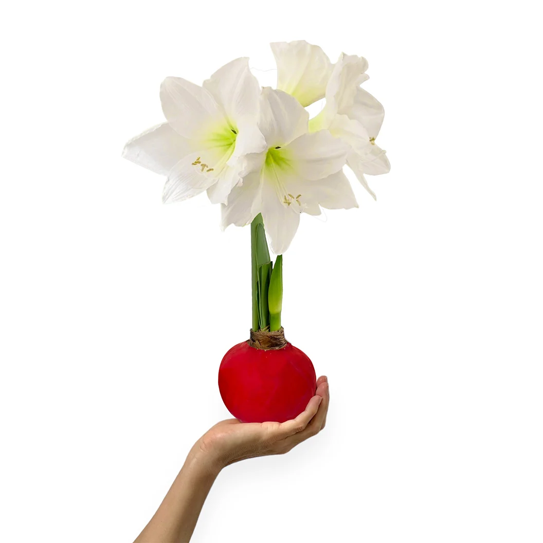 Red Wax-Dipped Amaryllis Bulb with White Blooms 1 Red Wax-Dipped Amaryllis Bulb with White Blooms