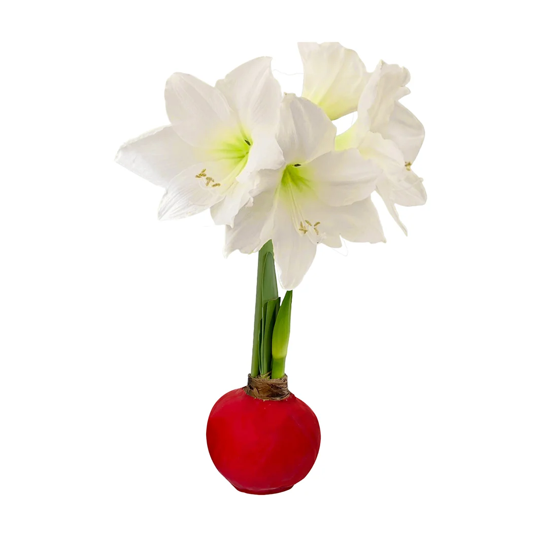 Red Wax-Dipped Amaryllis Bulb with White Blooms 3 Red Wax-Dipped Amaryllis Bulb with White Blooms