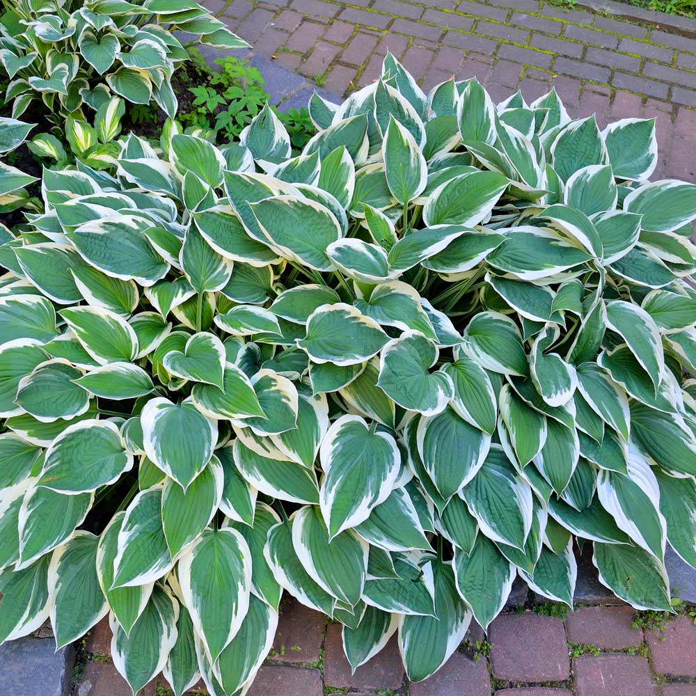 Patriot Hosta Plant 2 Patriot Hosta Plant