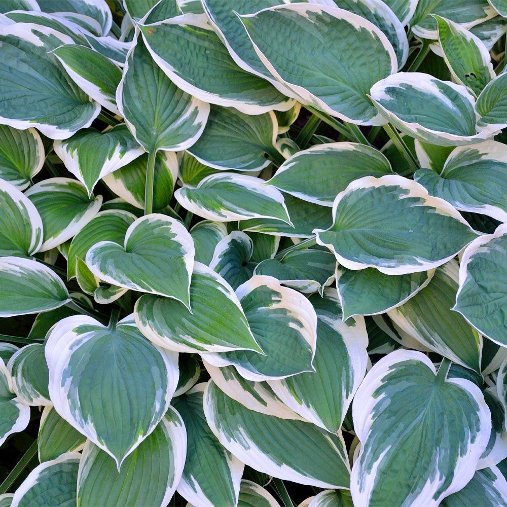 Patriot Hosta Plant 3 Patriot Hosta Plant