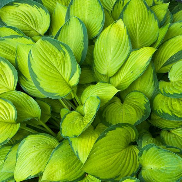 Stained Glass Hosta Plant 1 Stained Glass Hosta Plant