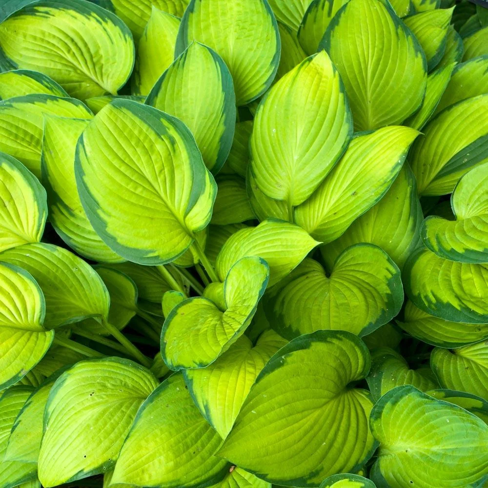 Stained Glass Hosta Plant 2 Stained Glass Hosta Plant