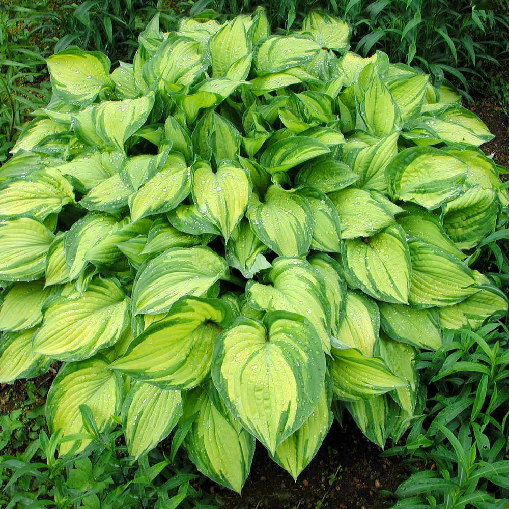 Stained Glass Hosta Plant 3 Stained Glass Hosta Plant