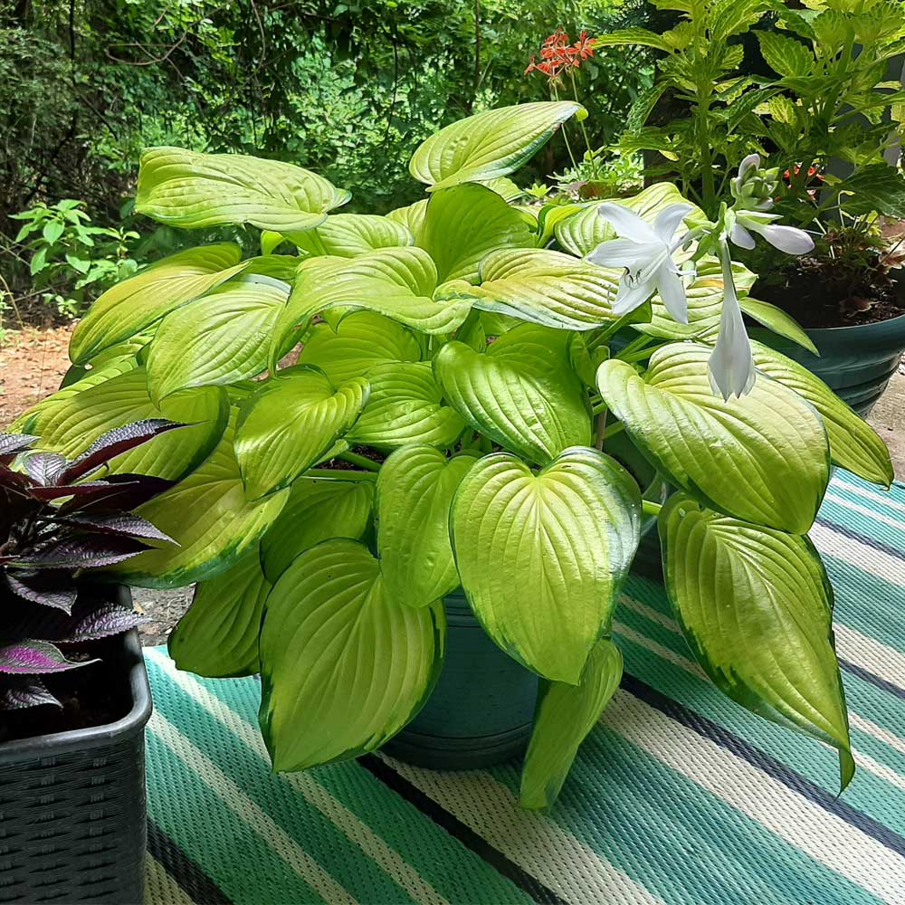 Stained Glass Hosta Plant 4 Stained Glass Hosta Plant