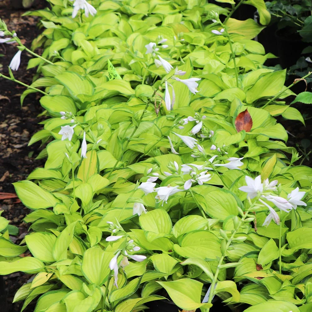 Stained Glass Hosta Plant 6 Stained Glass Hosta Plant