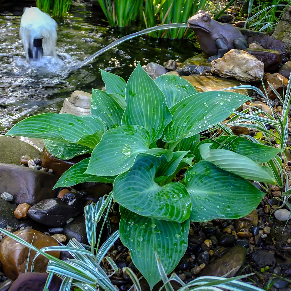Blue Angel Hosta Plant 3 Blue Angel Hosta Plant