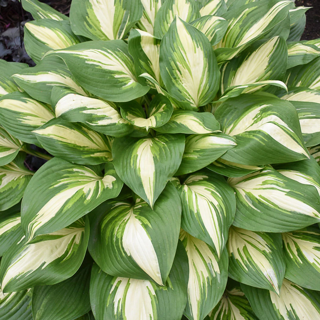 Proven Winners® Shadowland Miss America Hosta Plant 2 Proven Winners® Shadowland Miss America Hosta Plant