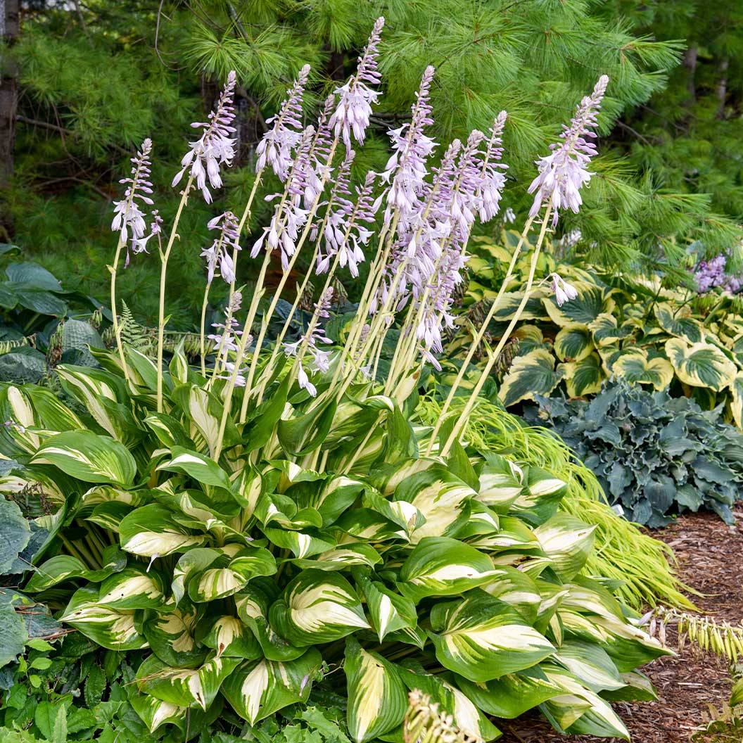 Proven Winners® Shadowland Miss America Hosta Plant 3 Proven Winners® Shadowland Miss America Hosta Plant