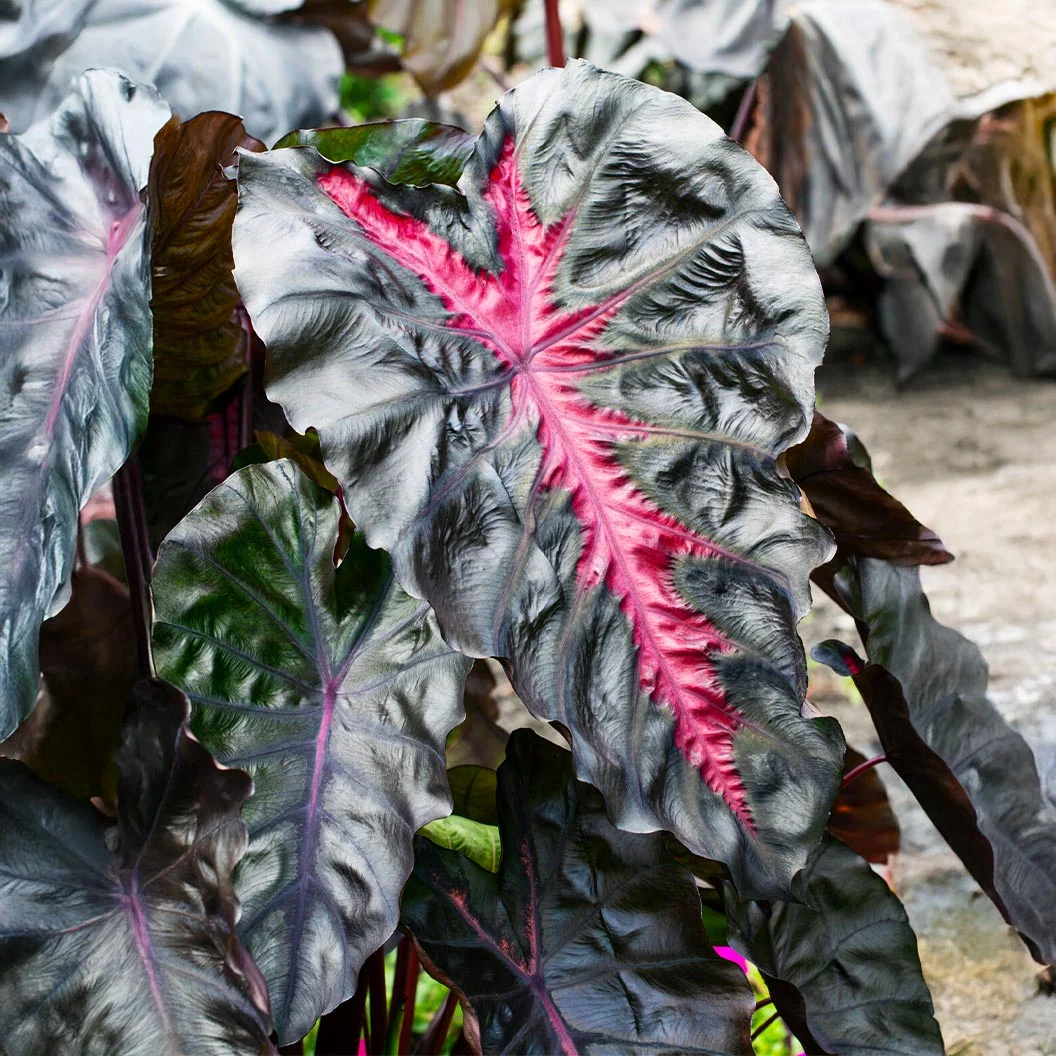 Redemption™ Colocasia Plant 2 Redemption™ Colocasia Plant