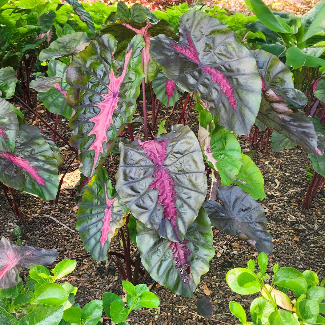 Redemption™ Colocasia Plant 3 Redemption™ Colocasia Plant
