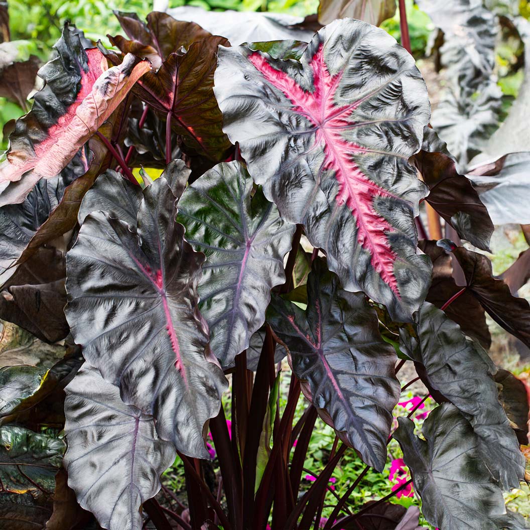 Redemption™ Colocasia Plant 4 Redemption™ Colocasia Plant