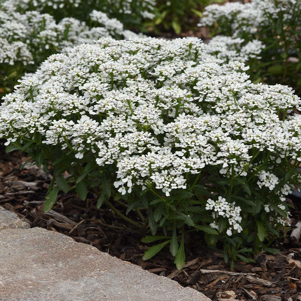 Better Versions® Snowsation™ Candytuft Plant 2 Better Versions® Snowsation™ Candytuft Plant
