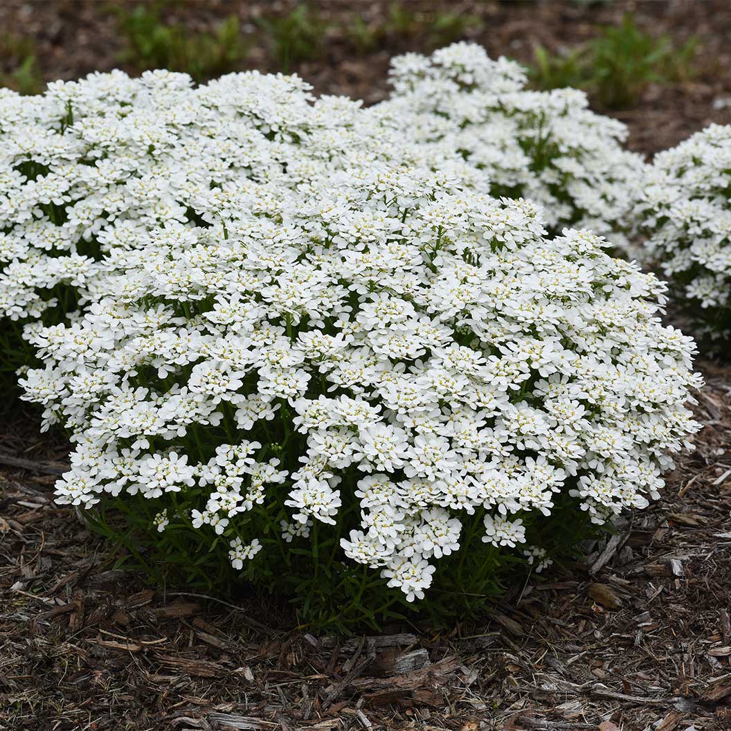 Better Versions® Snowsation™ Candytuft Plant 3 Better Versions® Snowsation™ Candytuft Plant