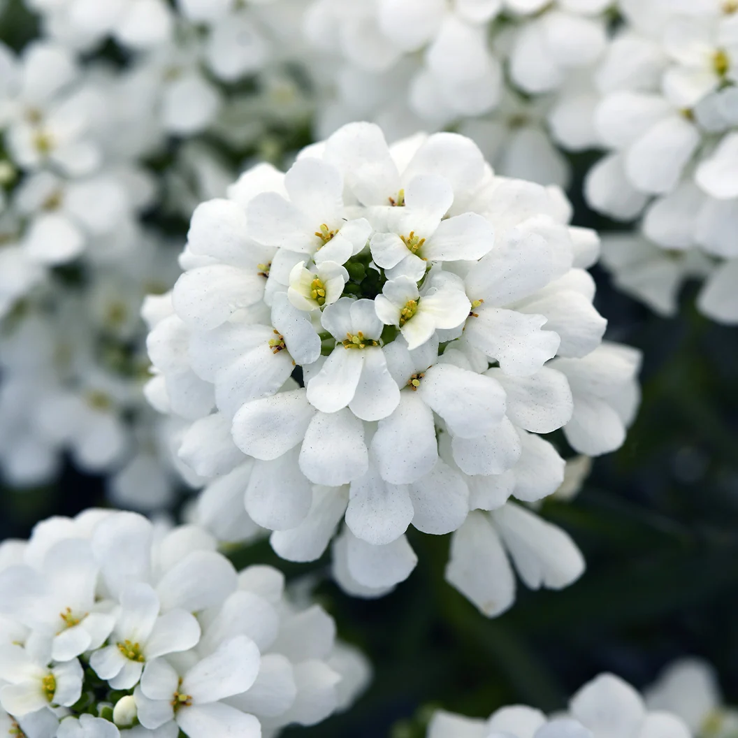 Better Versions® Snowsation™ Candytuft Plant 4 Better Versions® Snowsation™ Candytuft Plant