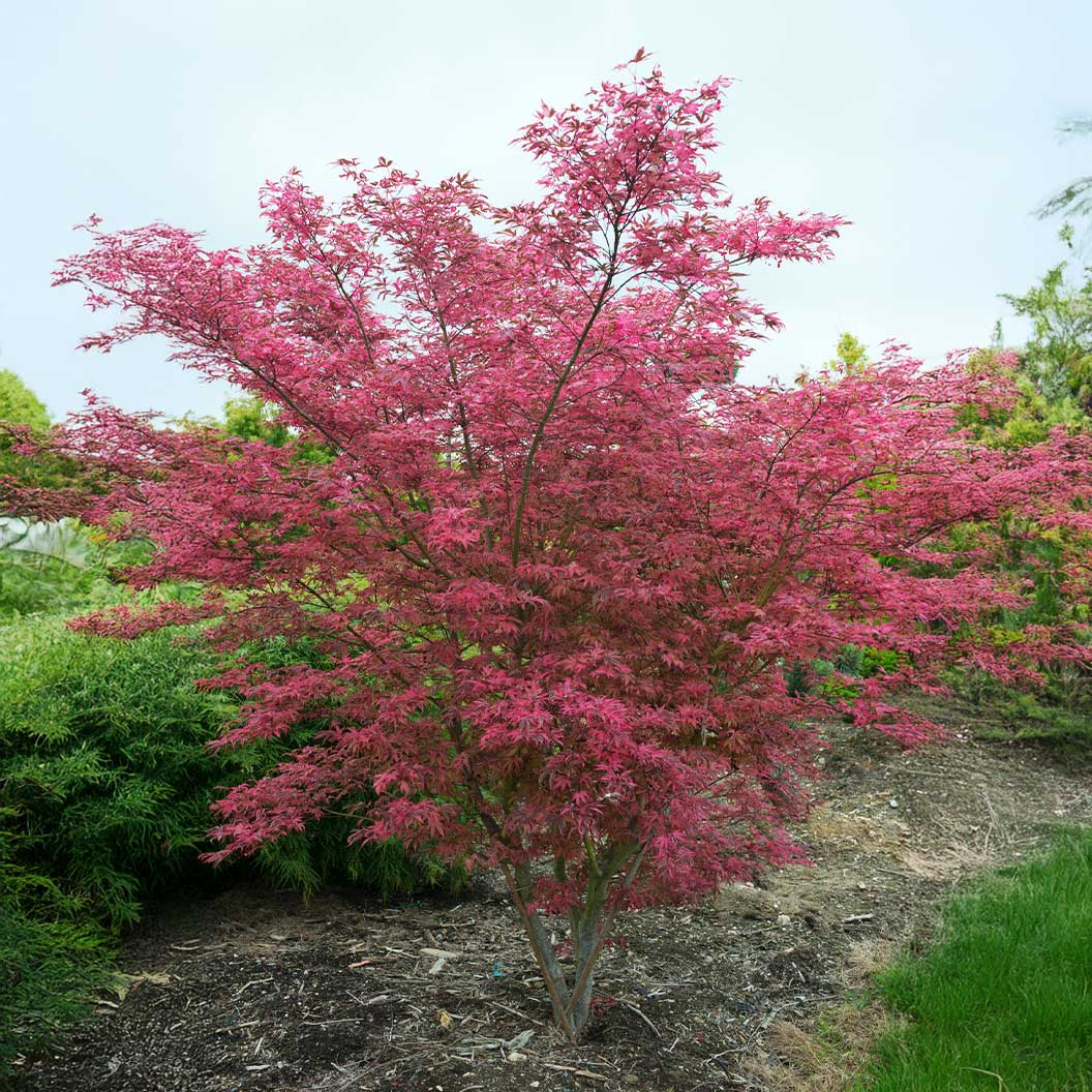 Shirazz Japanese Maple Tree 1 Shirazz Japanese Maple Tree