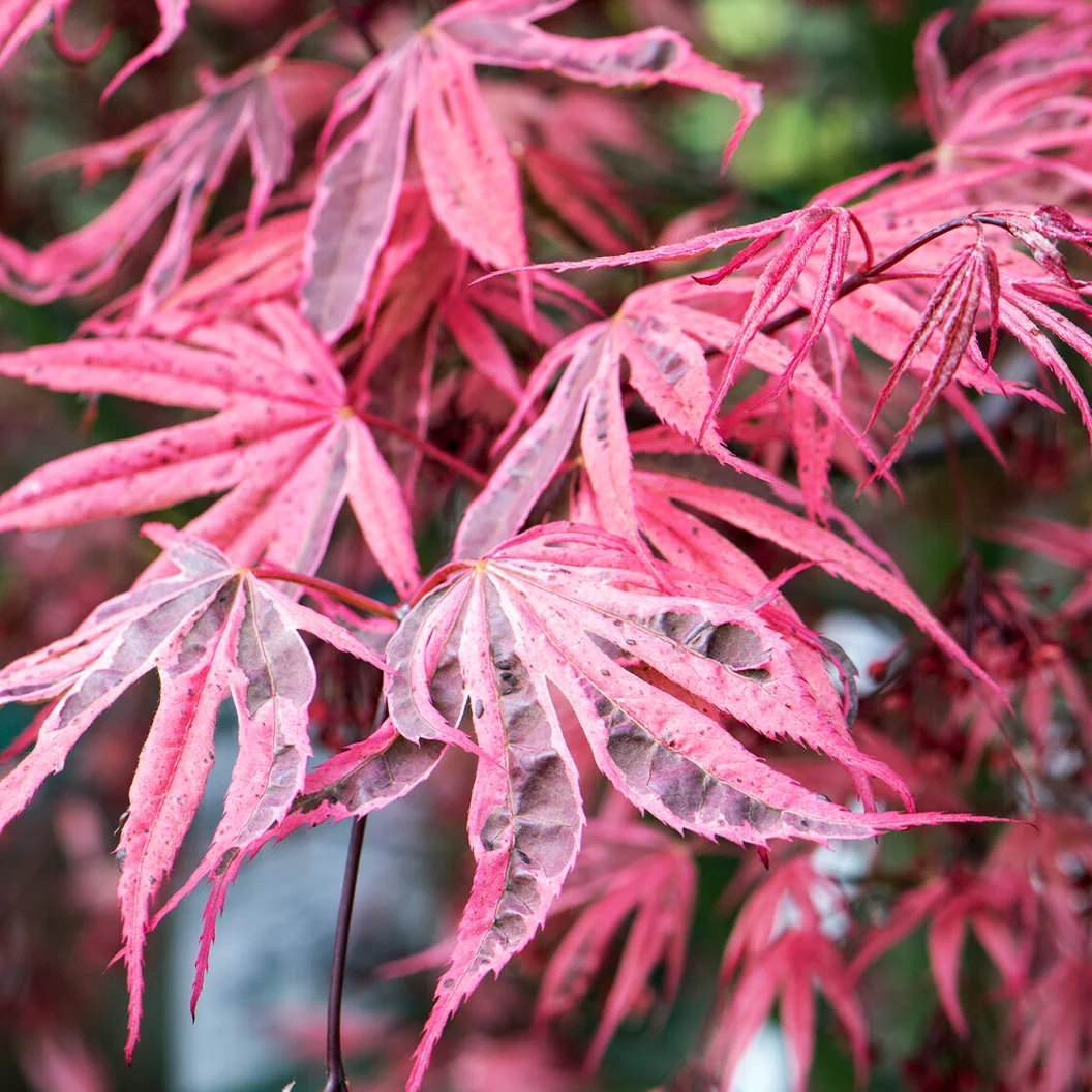 Shirazz Japanese Maple Tree 3 Shirazz Japanese Maple Tree