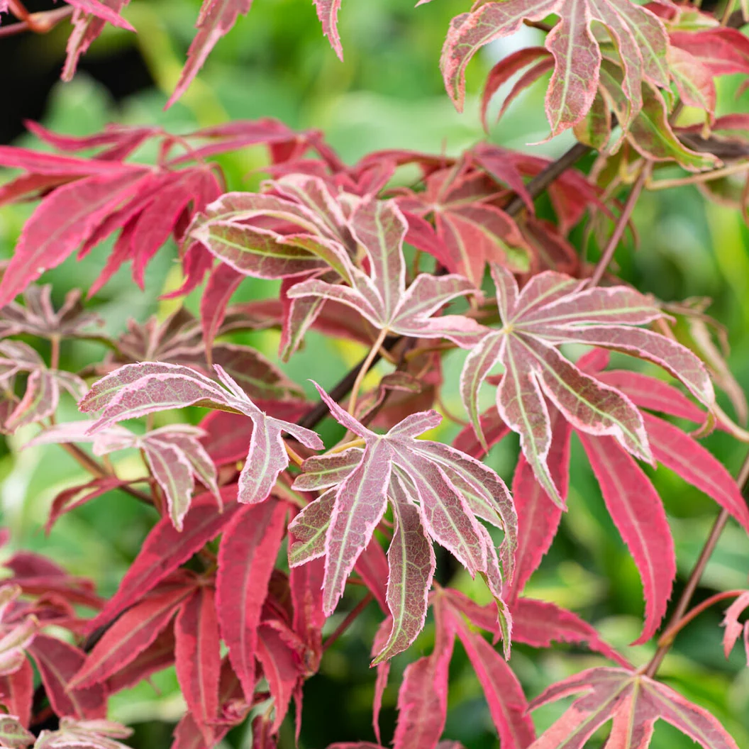 Shirazz Japanese Maple Tree 4 Shirazz Japanese Maple Tree
