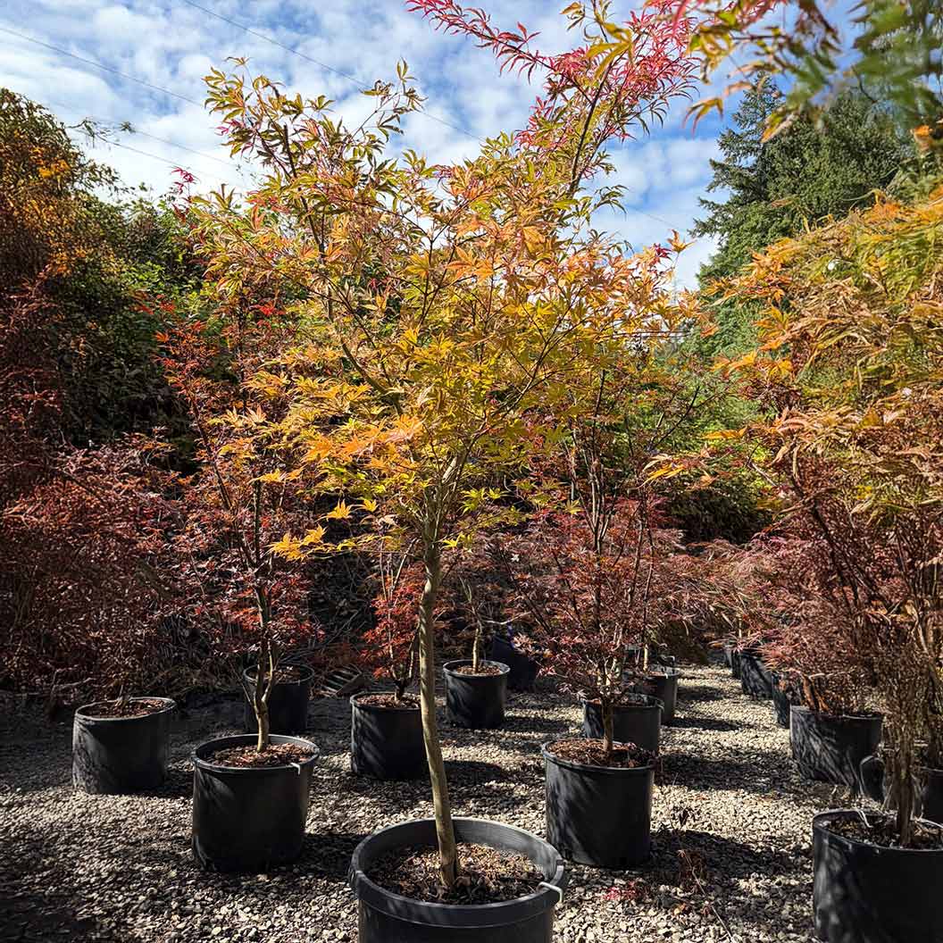 Shirazz Japanese Maple Tree 5 Shirazz Japanese Maple Tree