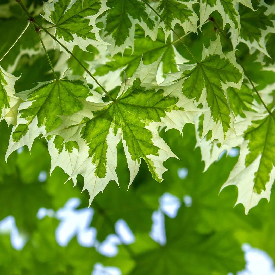 Drummond Norway Maple Tree