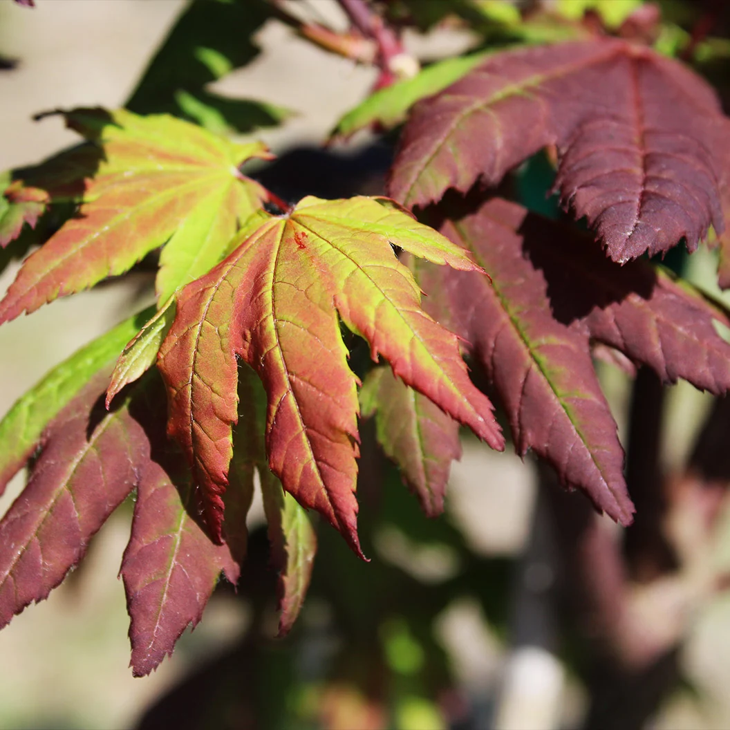 Burgundy Jewel Maple Tree 2 Burgundy Jewel Maple Tree