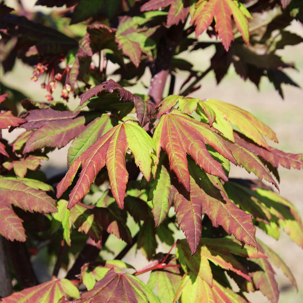 Burgundy Jewel Maple Tree 3 Burgundy Jewel Maple Tree