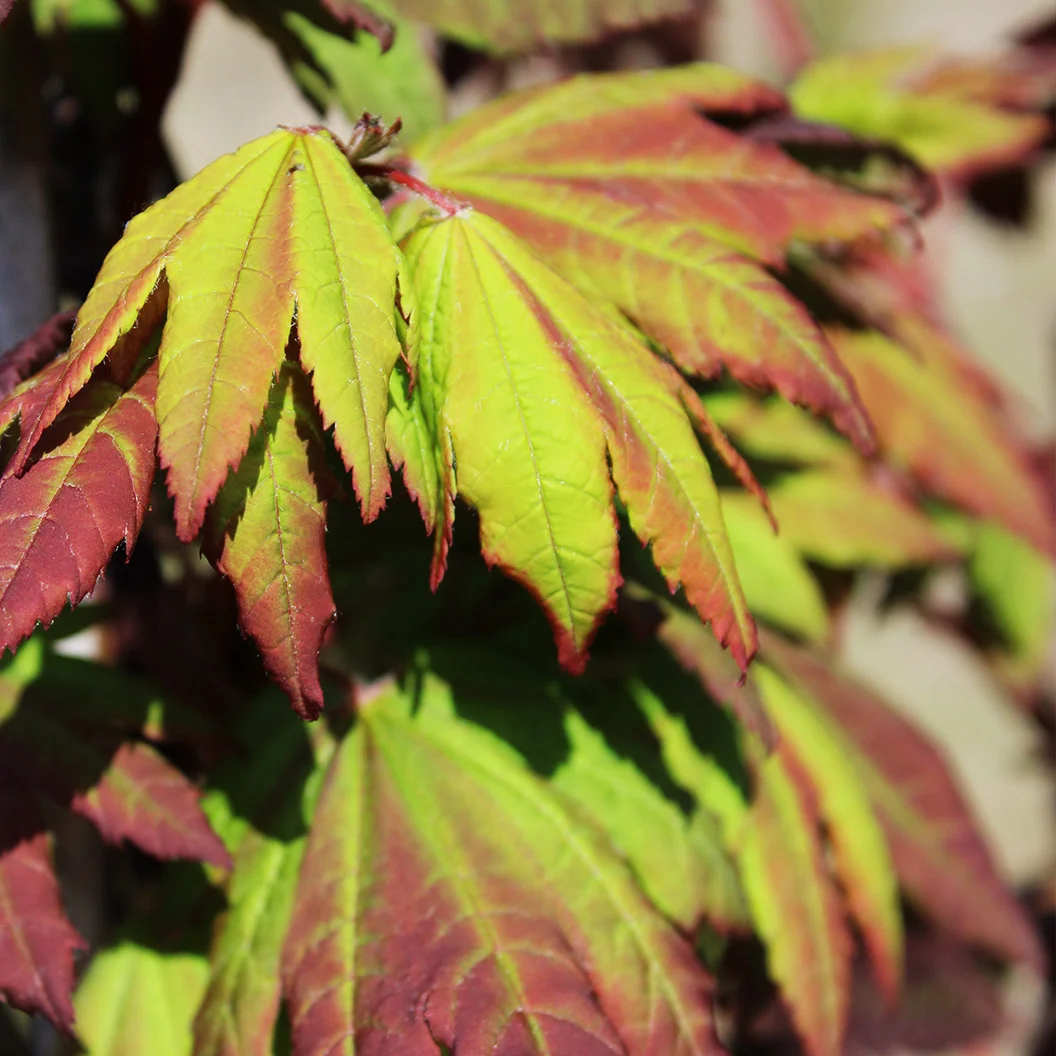 Burgundy Jewel Maple Tree 4 Burgundy Jewel Maple Tree