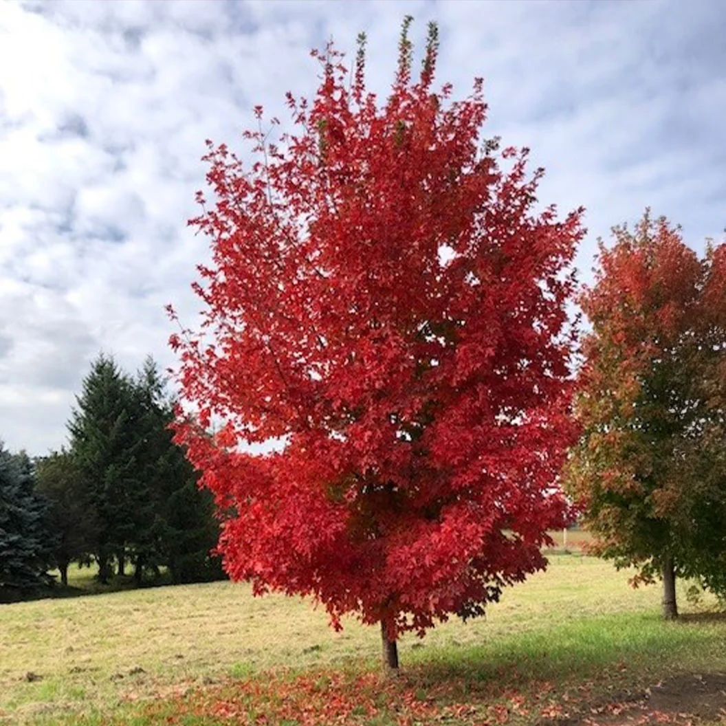 Highland Park® Maple Tree 2 Highland Park® Maple Tree
