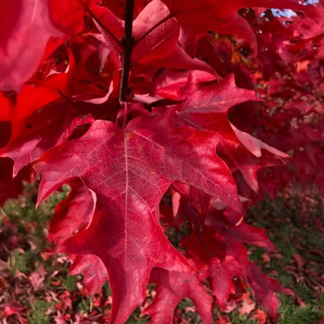 Highland Park® Maple Tree 3 Highland Park® Maple Tree