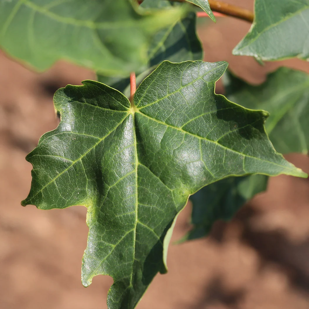 Highland Park® Maple Tree 4 Highland Park® Maple Tree