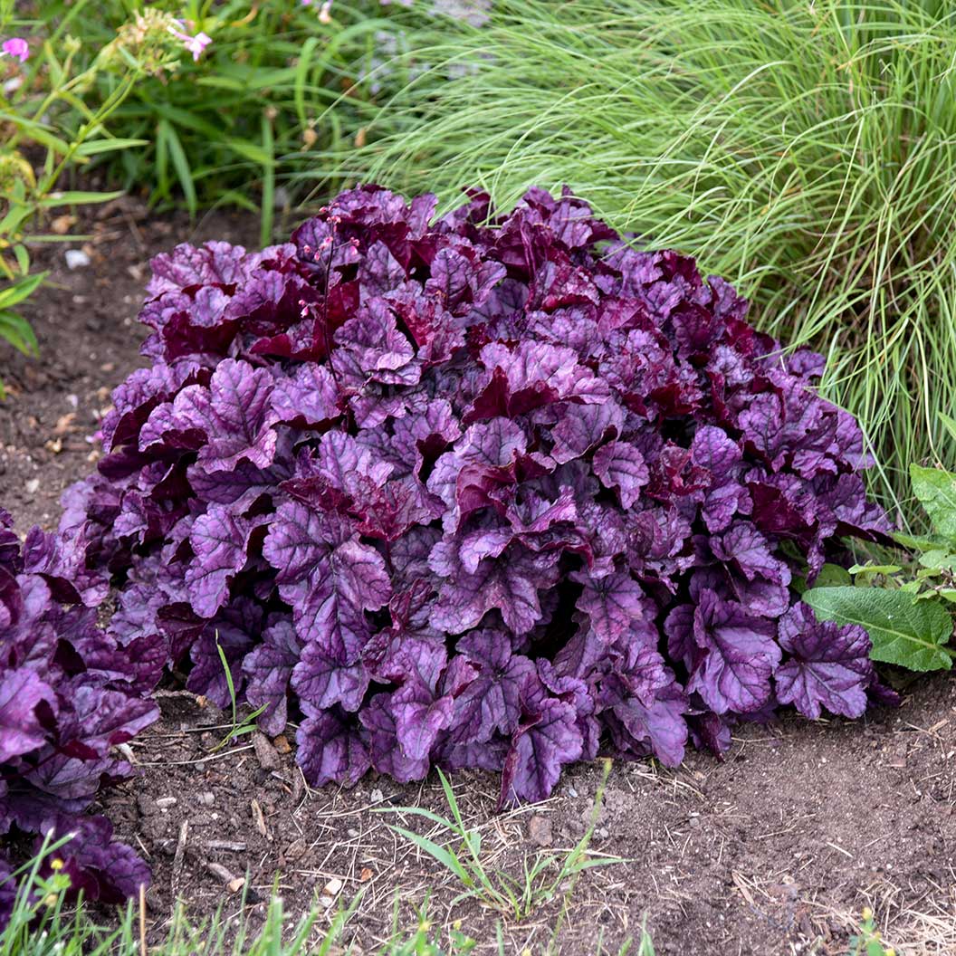 Dolce® Wildberry Heuchera (Coral Bells) Plant 1 Dolce® Wildberry Heuchera (Coral Bells) Plant