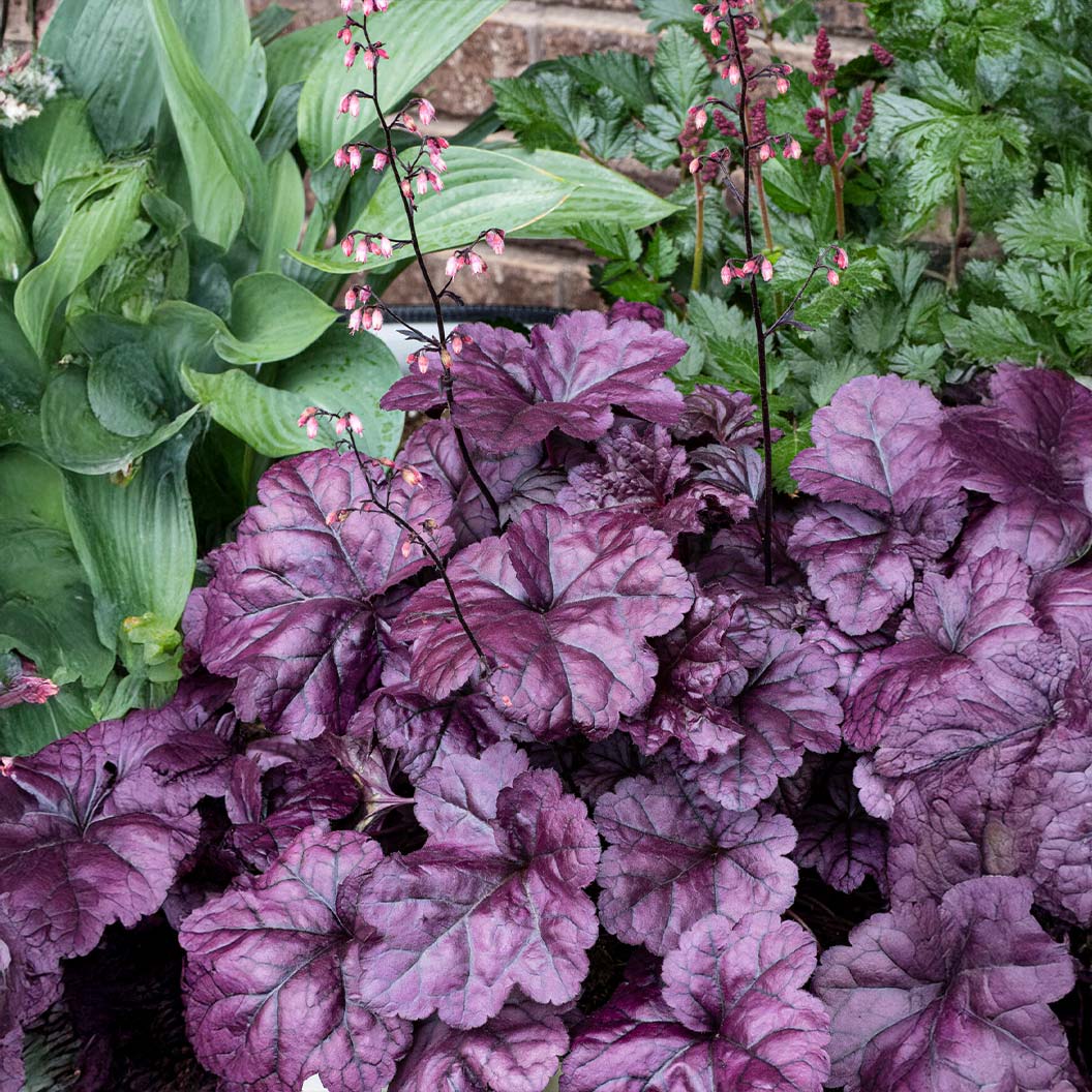 Dolce® Wildberry Heuchera (Coral Bells) Plant 3 Dolce® Wildberry Heuchera (Coral Bells) Plant