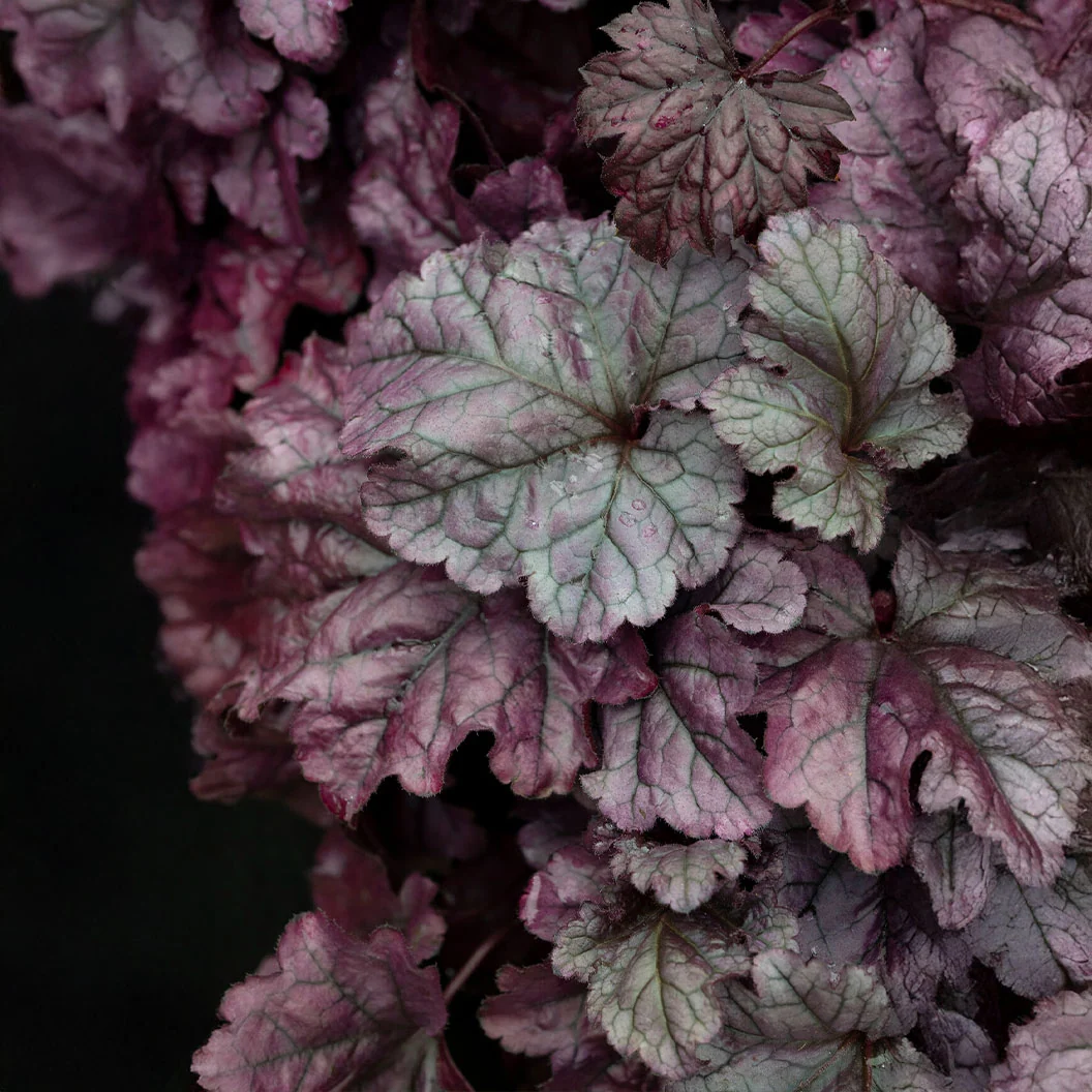 Dolce® Wildberry Heuchera (Coral Bells) Plant 4 Dolce® Wildberry Heuchera (Coral Bells) Plant