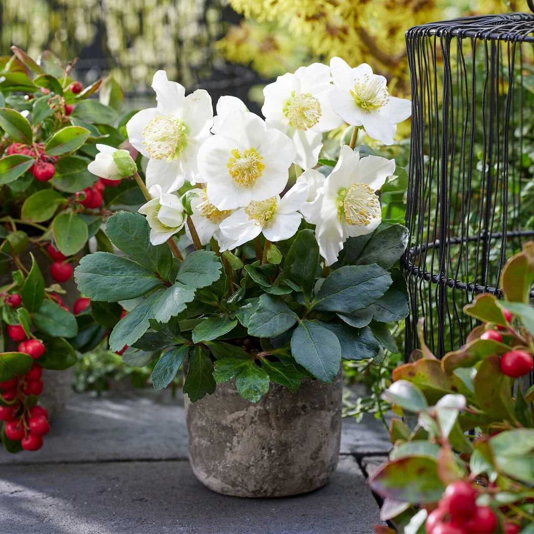 Christmas Carol Hellebore Shrub 2 Christmas Carol Hellebore Shrub